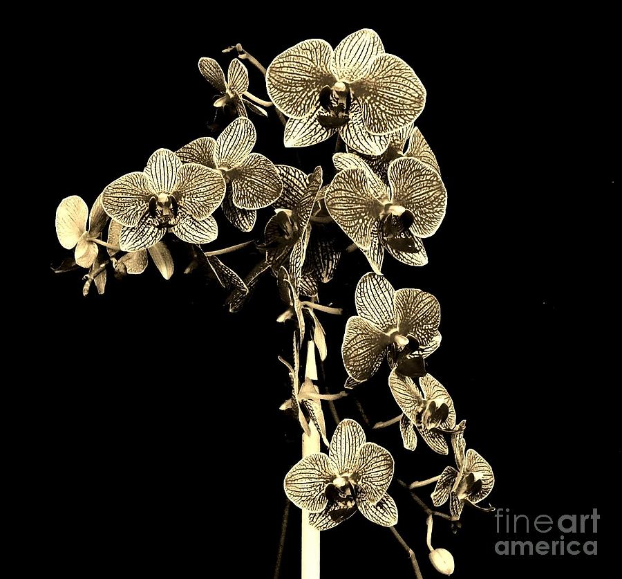Sepia Orchids Photograph by Marsha Heiken