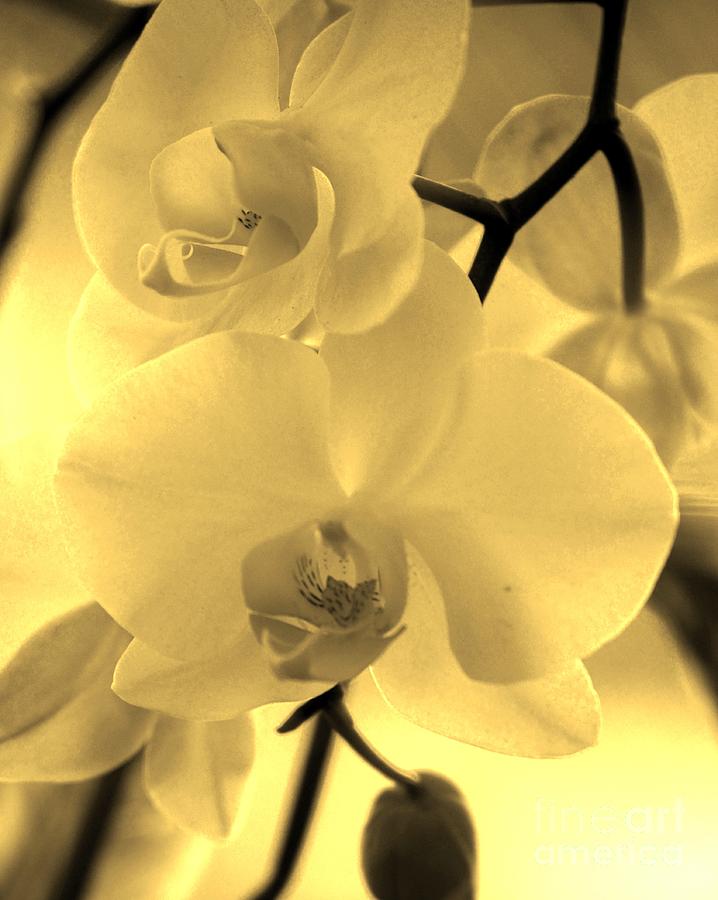 Sepia Orchids Photograph by Tamara Michael