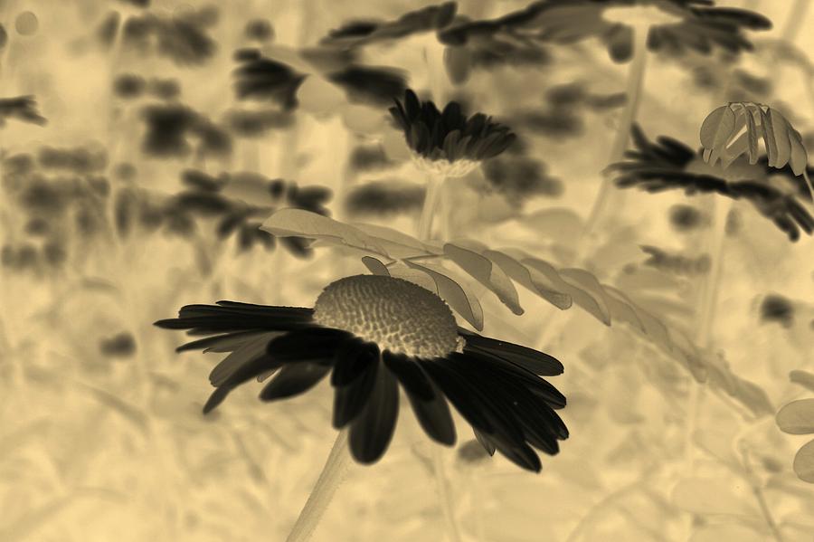 Sepia Oxeye Daisy Photograph by Taiche Acrylic Art