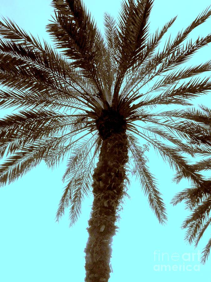 Sepia Palm Photograph by Jeanne Forsythe