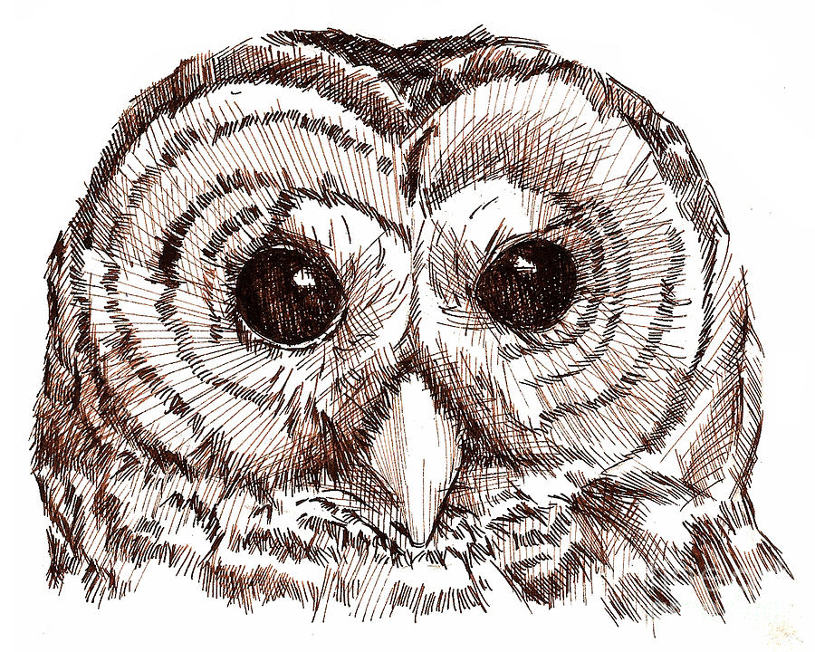 owl sketch art