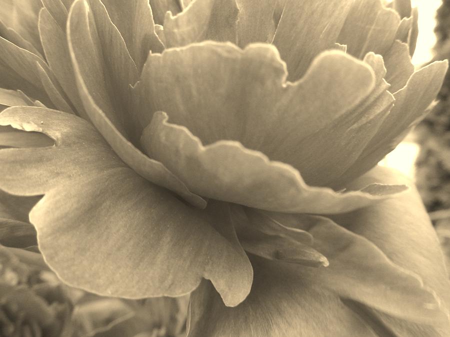 Flower Photograph - Sepia Peony by Rosebud McGreevy