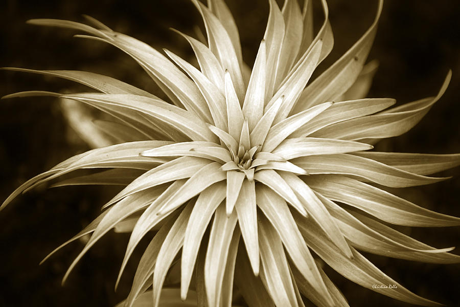 Sepia Plant Spiral Photograph by Christina Rollo