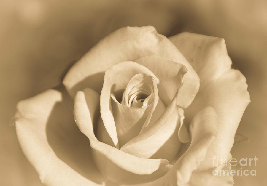 Sepia Rose Photograph by Arlene Carmel