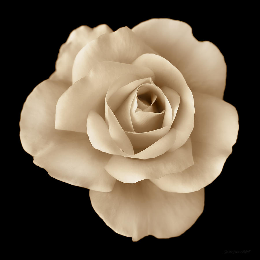 Sepia Rose Flower Portrait by Jennie Marie Schell