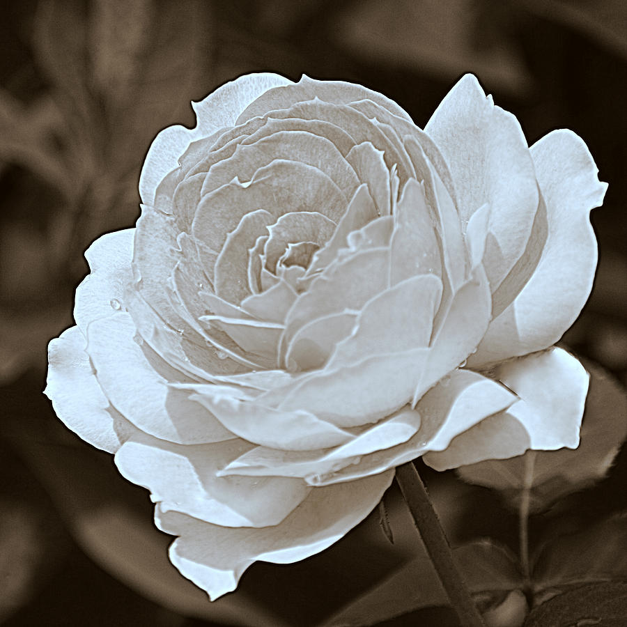 Sepia Rose I Photograph by Joan Han