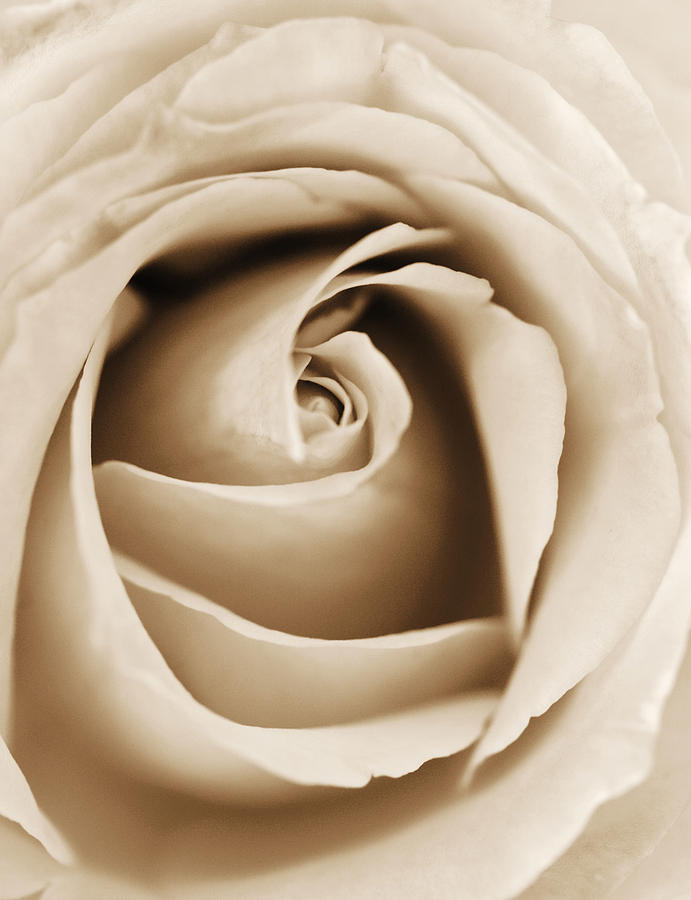 Sepia Rose Photograph by Marilyn Hunt