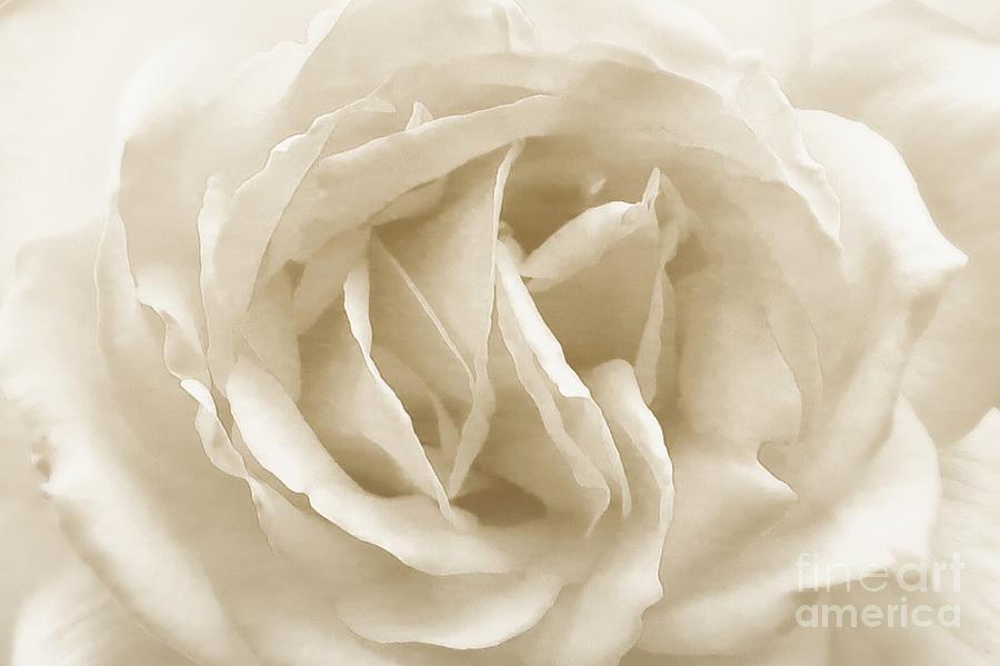Sepia Rose Monochrome Photograph by Scott Cameron