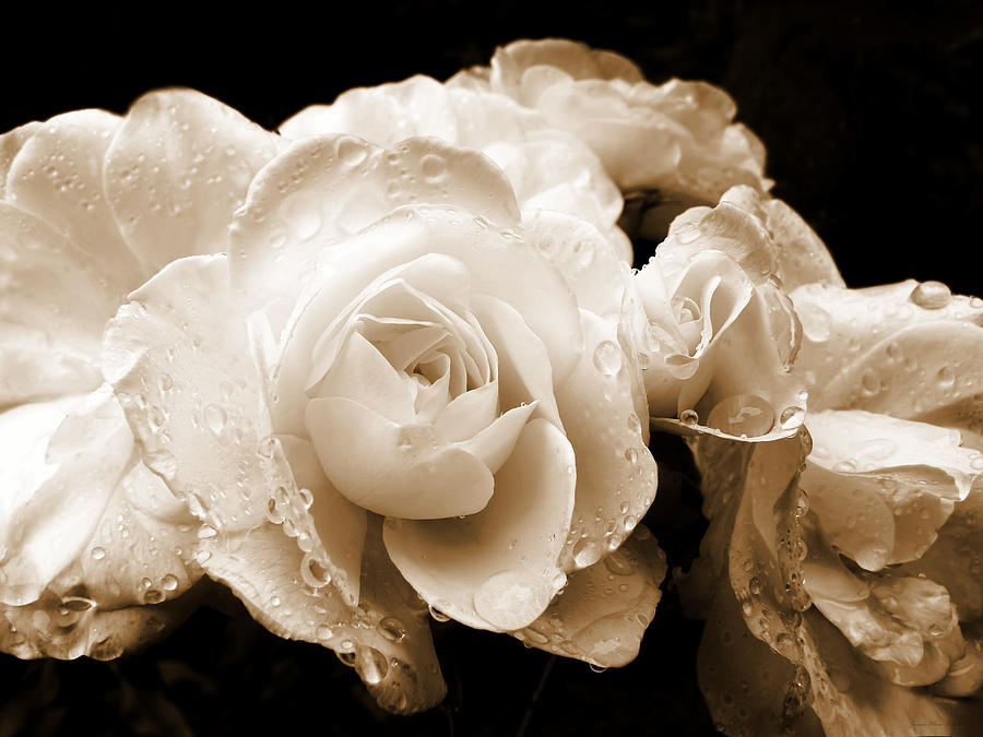 Vintage Photograph - Sepia Roses with Rain Drops by Jennie Marie Schell