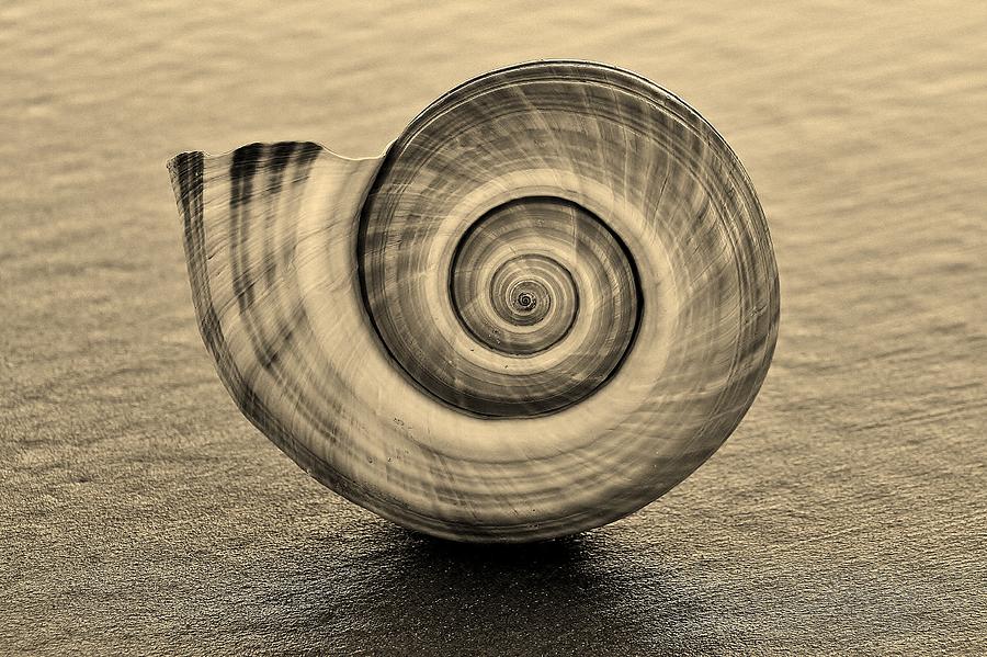 Shell Photograph - Sepia Sea Shell by Paulette Thomas