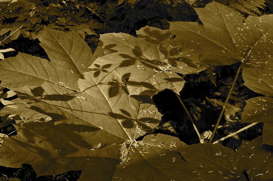 Nature Photograph - Sepia Shadows by Cathy Mahnke