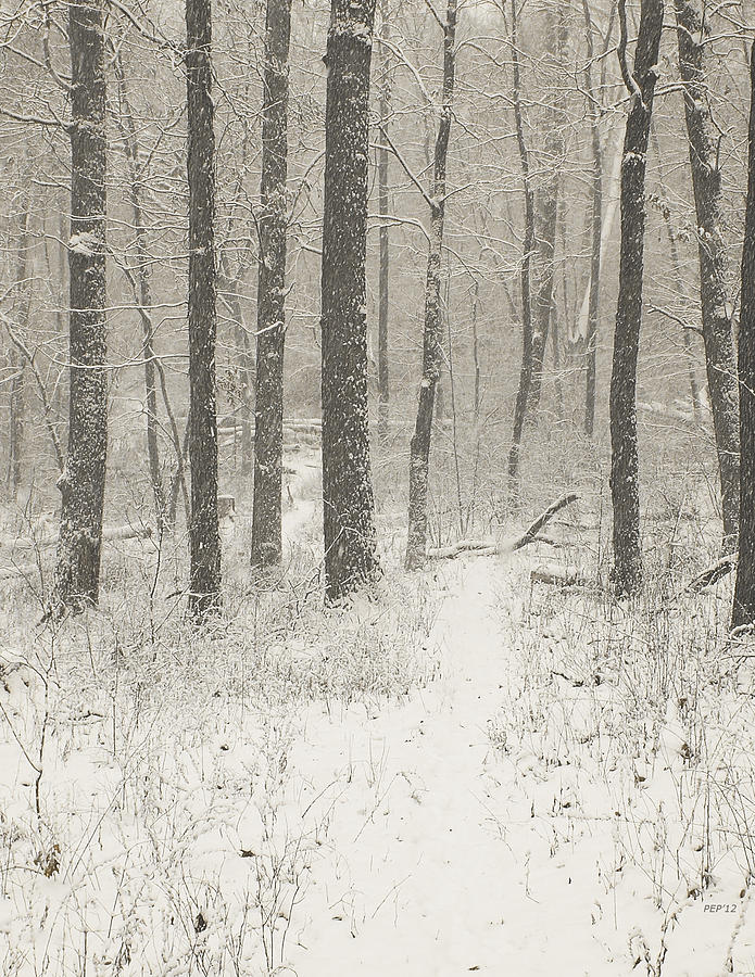 Sepia Snow Scene Photograph by Phil Perkins
