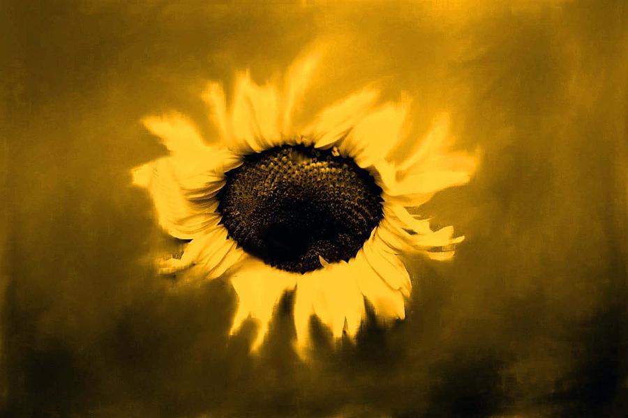 Sunflower Photograph - Sepia Sunflower by Star West