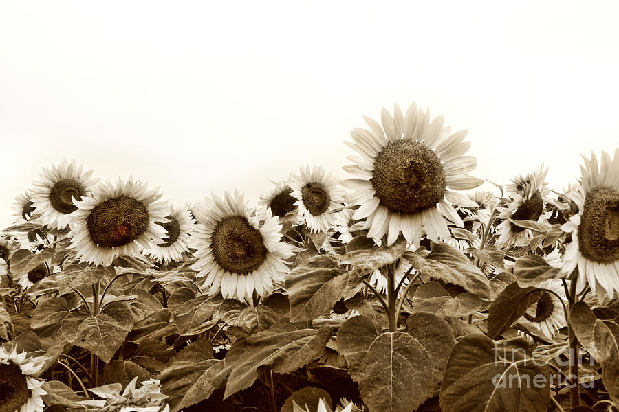 Flower Photograph - Sepia Sunflowers by K Hines