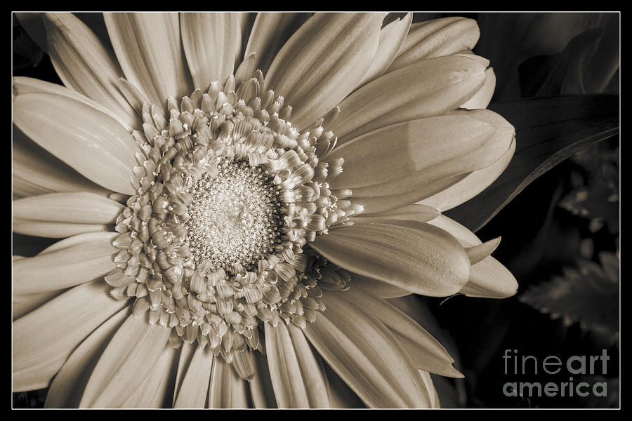 Sepia Tone Daisy 8043.01 Photograph by M K Miller