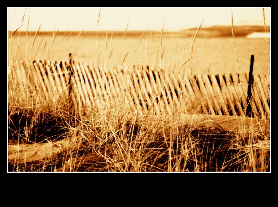 Sepia Tone Living Shoreline Ecosystem Photograph by Rosemarie E Seppala ...