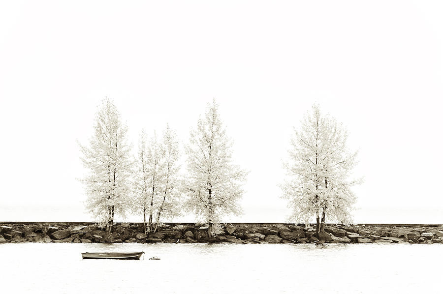 Sepia Tree Photograph by U Schade