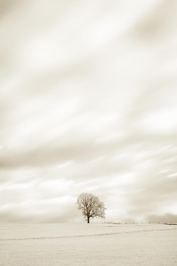 Sepia Tree #2 Photograph by U Schade