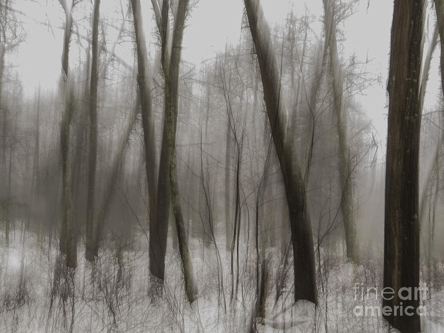Sepia Trees in Fog Photograph by Lili Feinstein