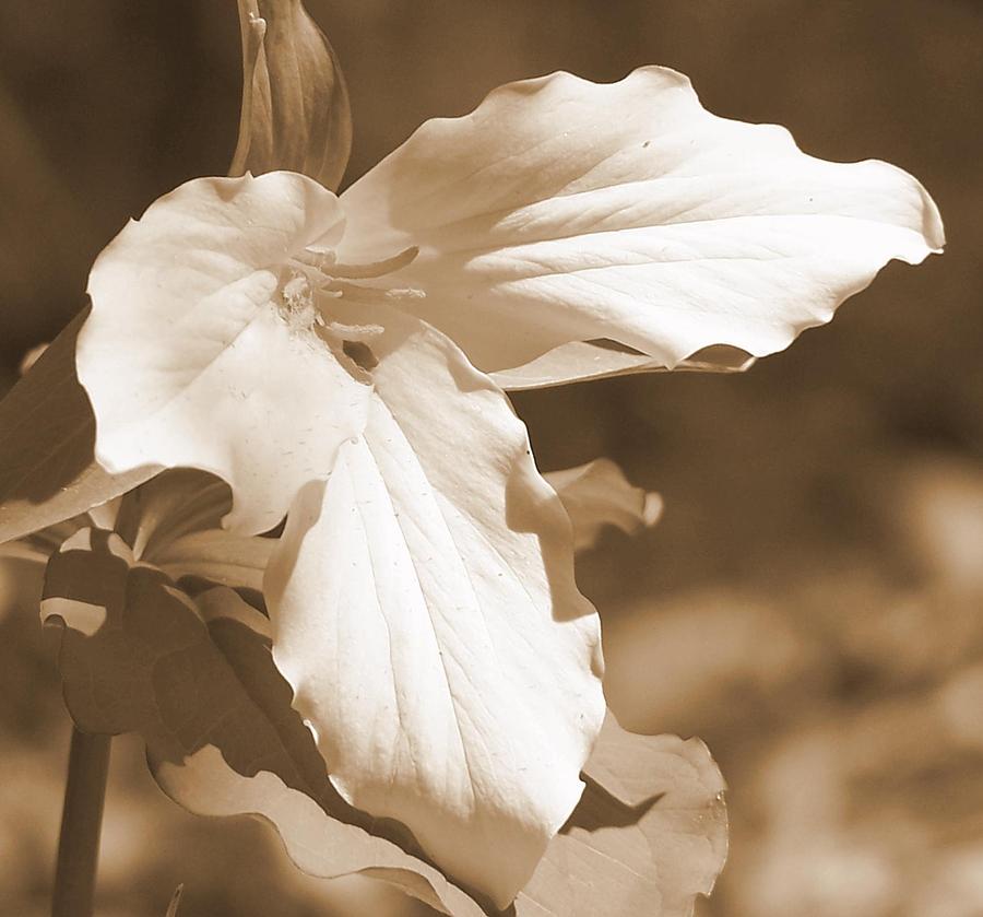 Sepia Trillium Photograph by Kathleen Luther