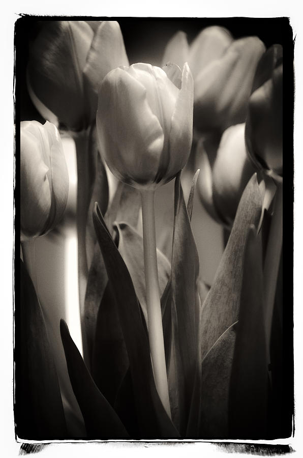 Sepia Tulip Photograph by Craig Perry-Ollila
