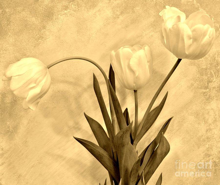 Sepia Tulips Photograph by Marsha Heiken