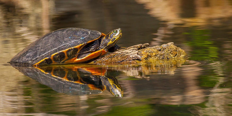 Sepia Turtle Photograph by Brian Hershberger - Fine Art America