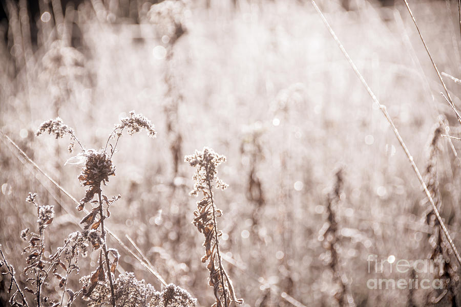 Sepia weeds Photograph by Cheryl Baxter