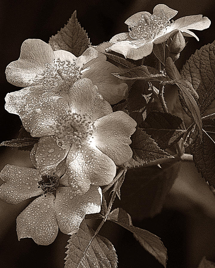 Sepia Wild Roses Photograph by TnBackroadsPhotos