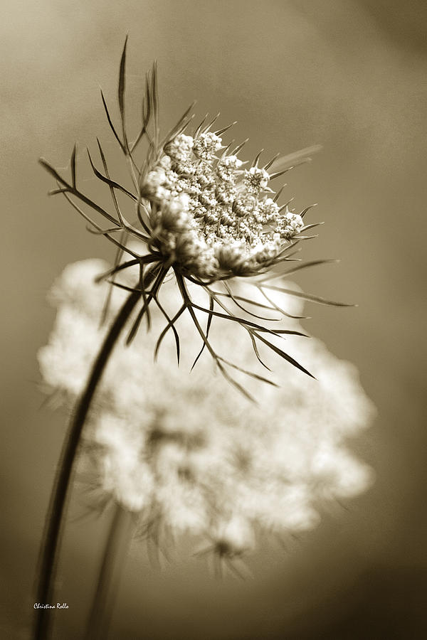 Sepia Wildflower Photograph by Christina Rollo