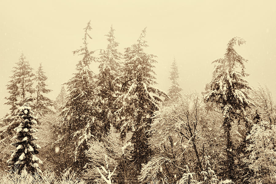 Sepia Winter Landscape Photograph by Peggy Collins