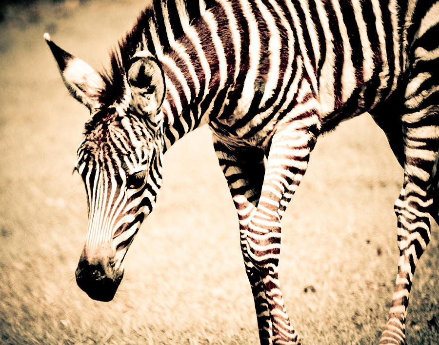 Sepia Zebra Foal Photograph by Maggy Marsh