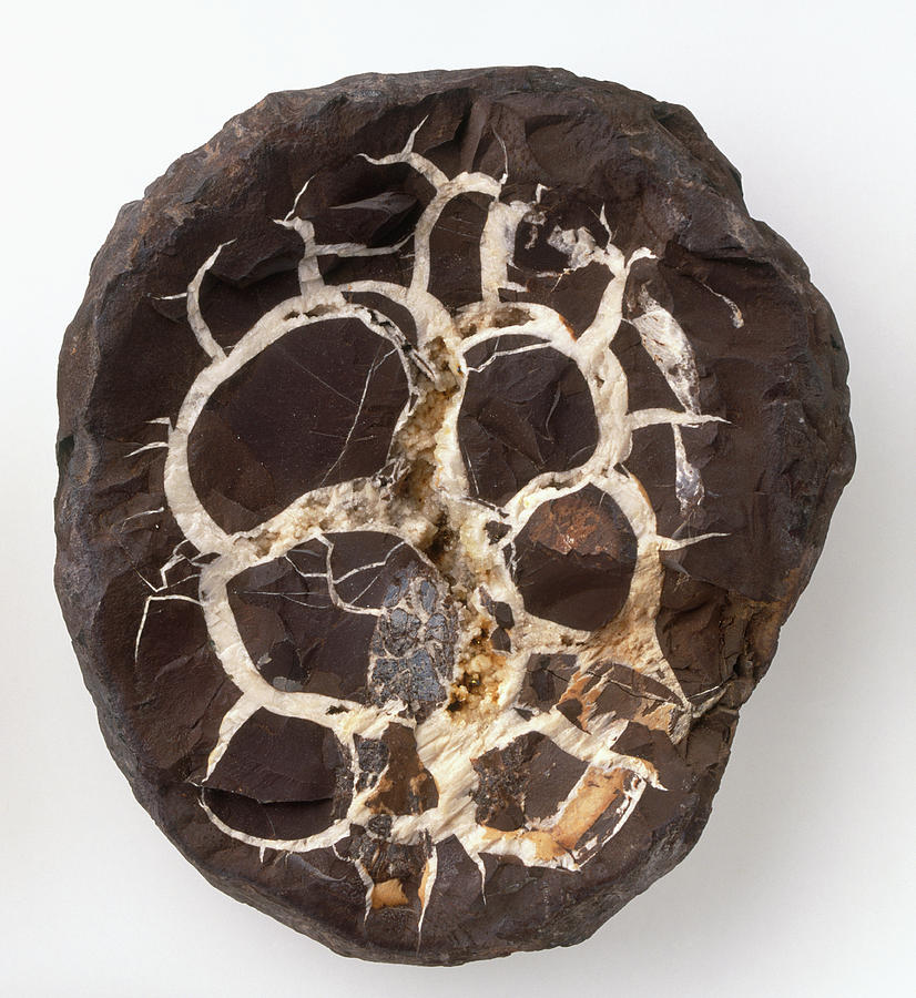 Septarian Concretion In Claystone Photograph By Dorling Kindersleyuig