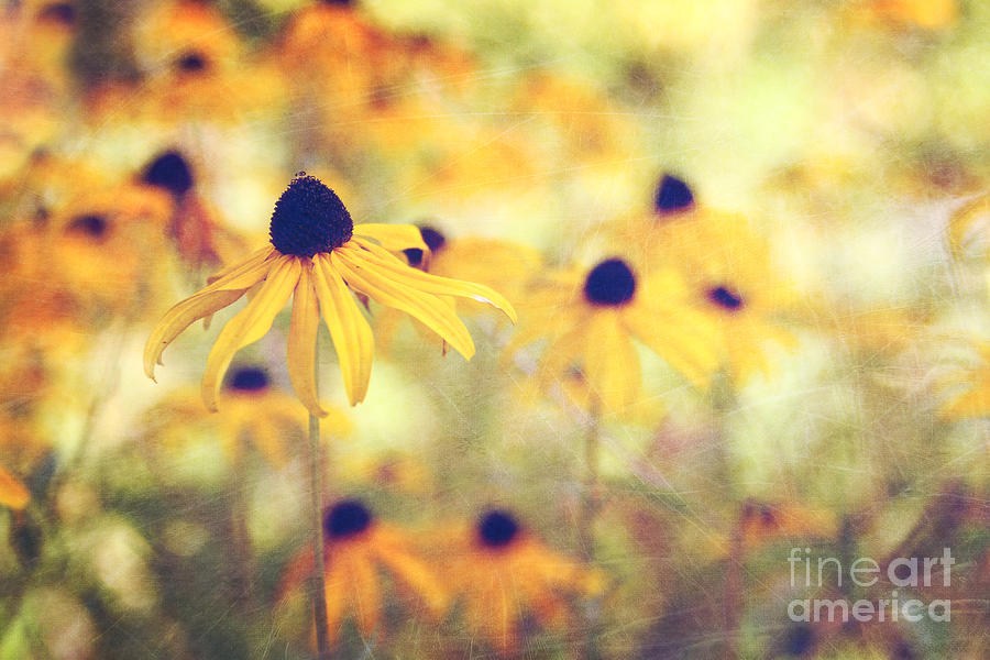 September afternoon - yellow Rudbeckia flowers Photograph by Sylvia Cook
