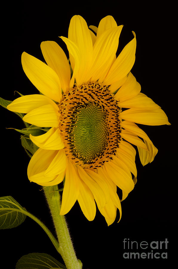 Sunflower Photograph - September Delight by Nick Boren