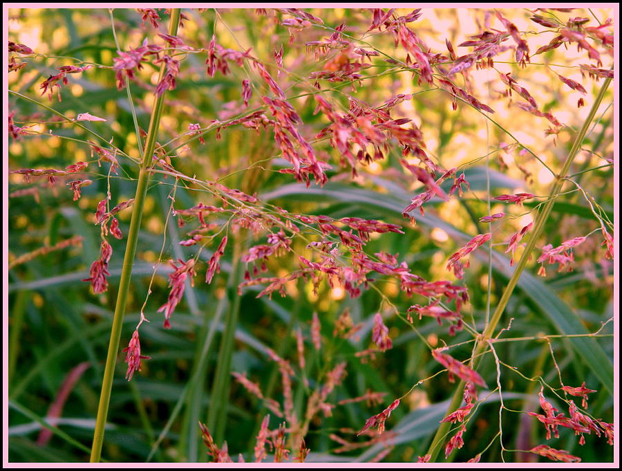 September Grasses Photograph by Kathy Barney