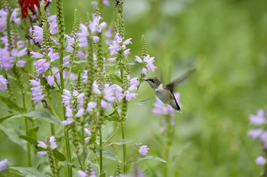 September Hummingbird Photograph by Bonfire Photography