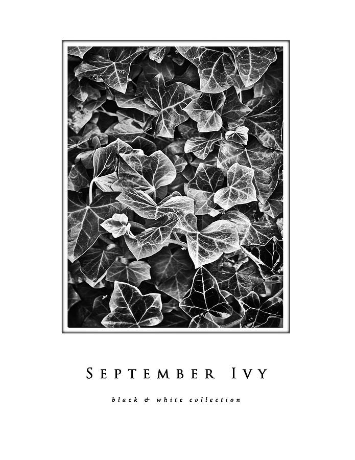 September Photograph - September Ivy black and white collection by Greg Jackson