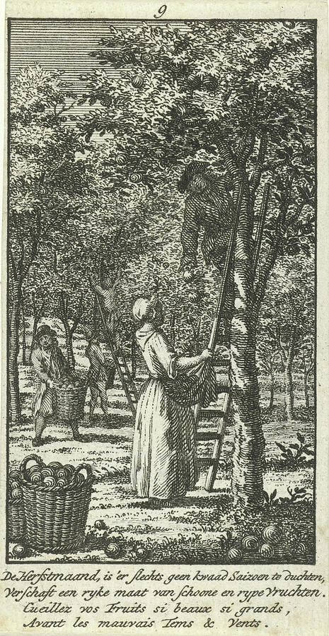 September Men And Women Picking Fruit In An Orchard Drawing by Quint ...