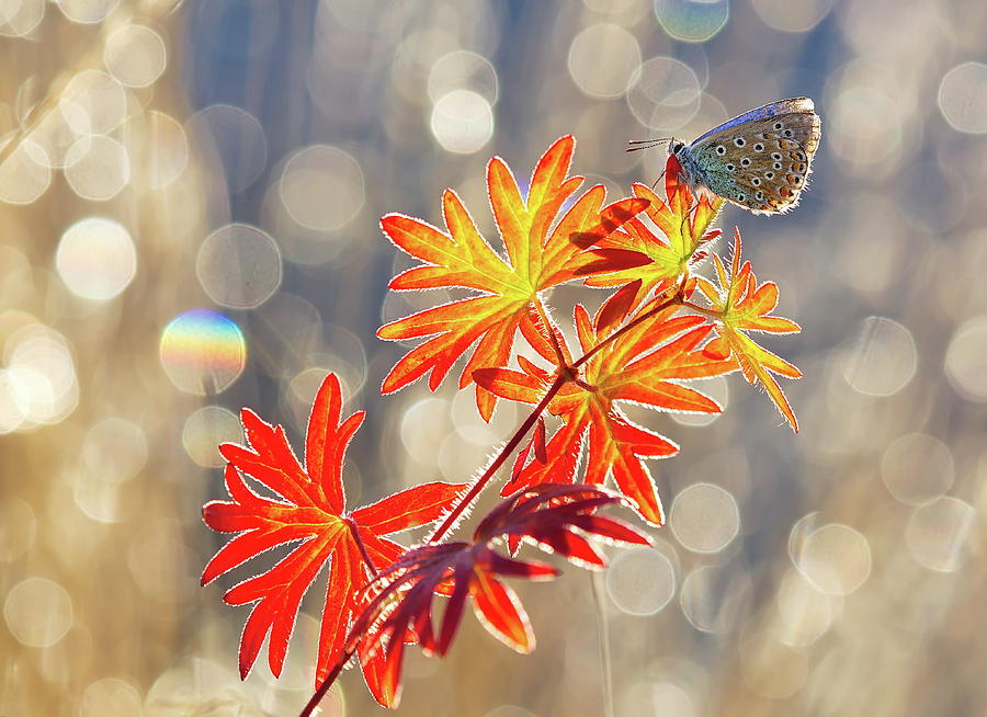 Butterfly Photograph - September Moments by Vajda B?ci
