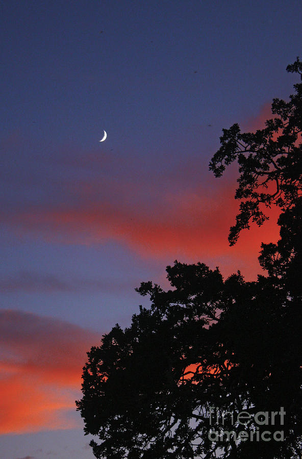 Skyscape Photograph - September Moon and Sunset by Gail Salituri