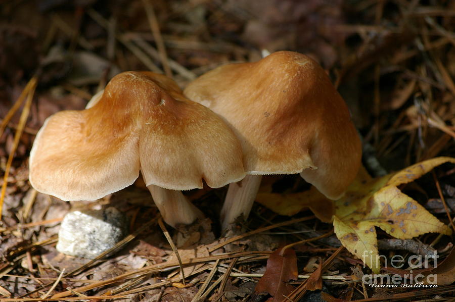 Mushroom Photograph - September morn by Tannis  Baldwin
