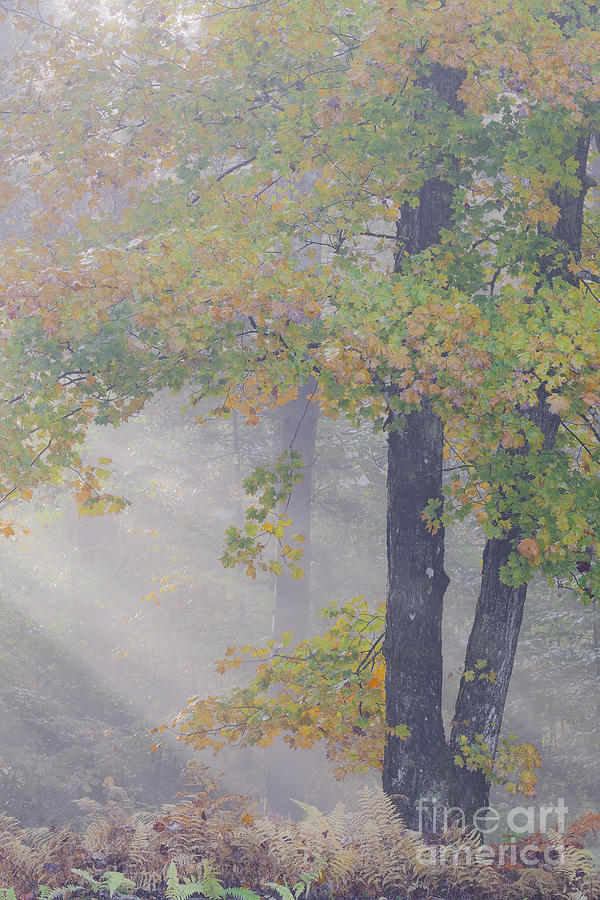September Morning Mist Photograph by Alan L Graham