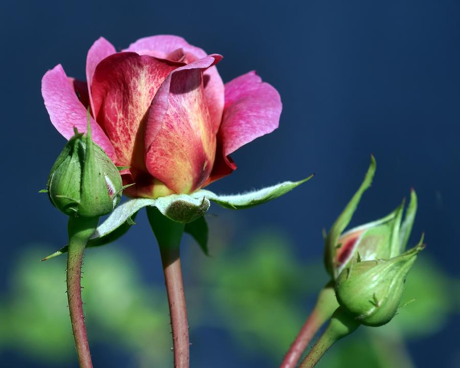 Rose Photograph - September Rose by Nikolyn McDonald