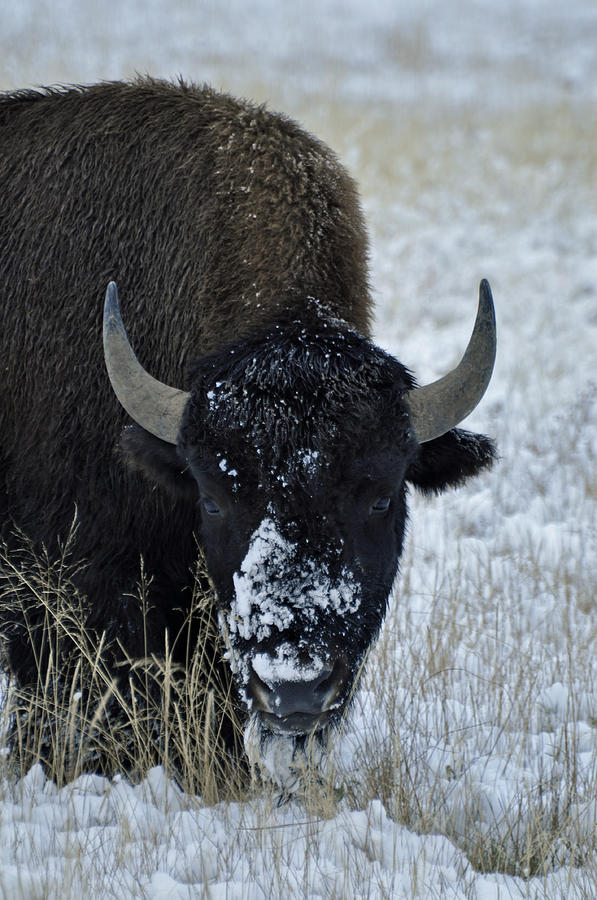 September Snow on the Snout Photograph by Bruce Gourley