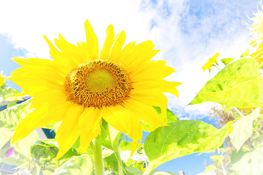 Sunflower Photograph - September Sun by Melissa Looman