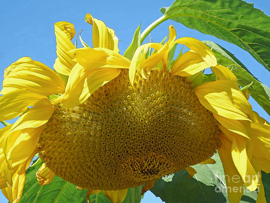 September Sunflower Photograph by Ann Horn