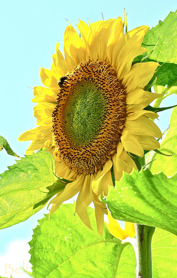 Sunflower Photograph - September Sunflower No. 2 by Christine Belt