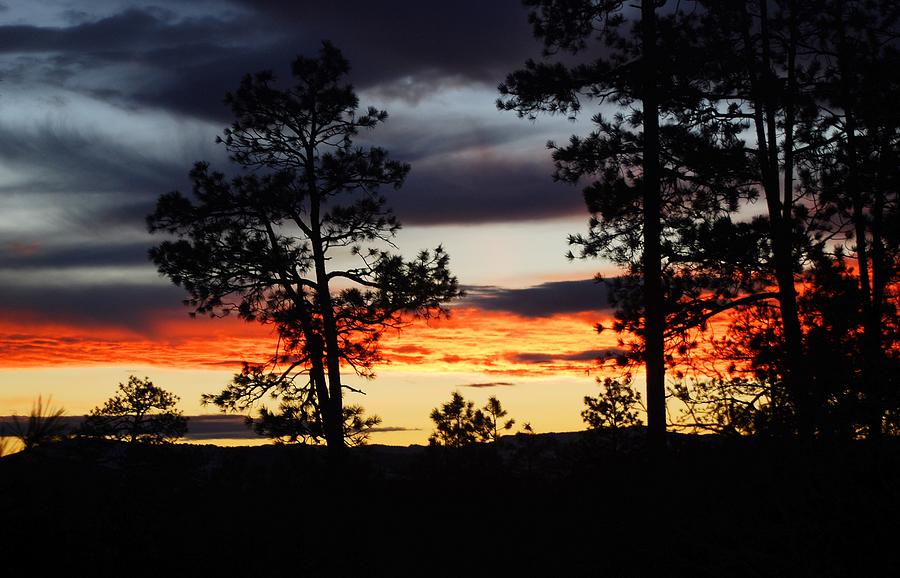 Tree Photograph - September Sunrise by Dan Vallo