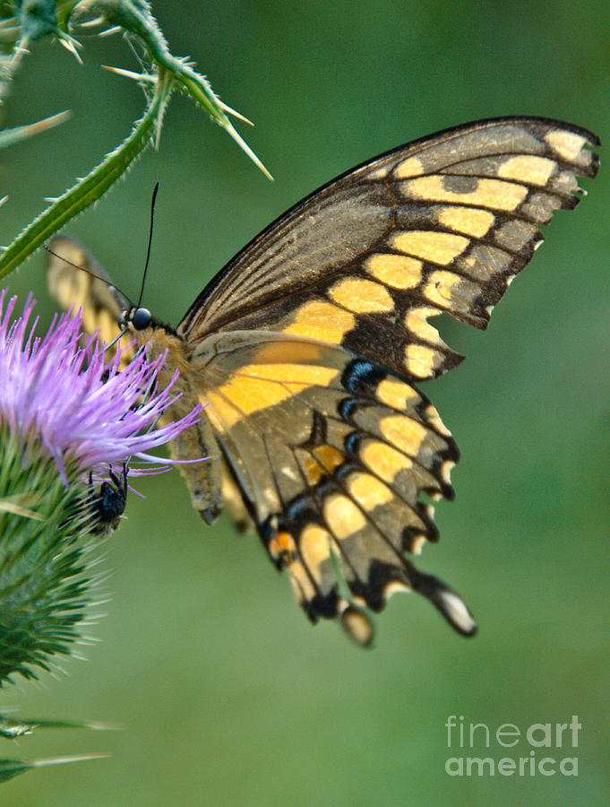 September Swallowtail Photograph by Cheryl Baxter